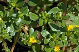 Loại cây mọc hoang ở bờ ruộng bất ngờ thành "đặc sản" nhiều người săn lùng