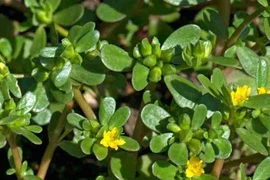 Loại cây mọc hoang ở bờ ruộng bất ngờ thành "đặc sản" nhiều người săn lùng