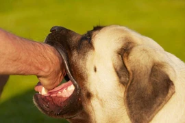 Sơ cấp cứu đúng cách cứu sống trẻ bị chó tấn công