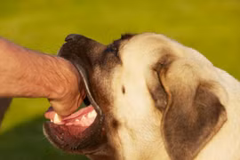 Sơ cấp cứu đúng cách cứu sống trẻ bị chó tấn công