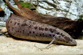 Loài cá "kỳ dị" có thể sống 4 năm không cần nước