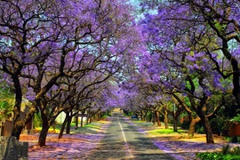 Những con đường hoa đẹp nhất thế giới