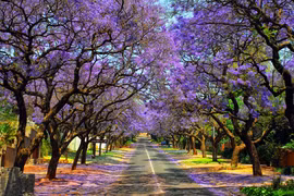 Những con đường hoa đẹp nhất thế giới