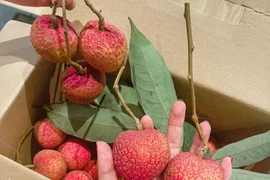 Giống vải “khổng lồ” hơn 200.000 đồng/kg vẫn cháy hàng