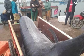 Kinh ngạc cá cờ 200kg và loạt quái ngư "khủng" sa lưới ngư dân Việt