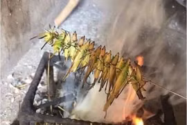 Loại côn trùng trước bay đầy đồng, giờ được rao bán giá 800 nghìn đồng/kg