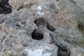 Loài chim kỳ lạ bắt sống con mồi rồi "giam lỏng" trong khe đá