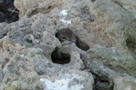 Loài chim kỳ lạ bắt sống con mồi rồi "giam lỏng" trong khe đá