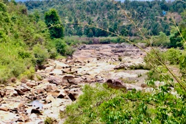 Hàng ngàn ha cây trồng “khát” nước ở nhiều tỉnh phía Nam