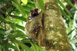 Điều thú vị về loài chồn bay quý hiếm bậc nhất hành tinh