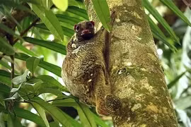 Điều thú vị về loài chồn bay quý hiếm bậc nhất hành tinh