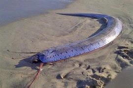 Cá mái chèo khổng lồ xuất hiện trên bãi biển