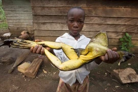 Loài ếch lớn nhất trên thế giới: Nhảy xa tới 3m, săn mồi bằng lưỡi