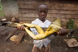 Loài ếch lớn nhất trên thế giới: Nhảy xa tới 3m, săn mồi bằng lưỡi