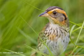 Loài chim "lăng nhăng" nhất hành tinh, tự làm tổ và nuôi con