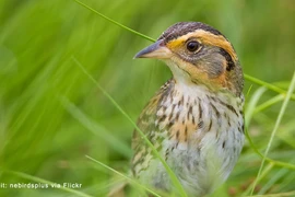 Loài chim "lăng nhăng" nhất hành tinh, tự làm tổ và nuôi con