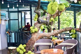 Độc lạ cây mít quả sai từ gốc đến ngọn ở Tuyên Quang