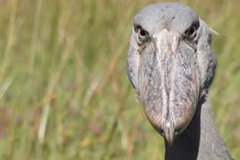 Loài cò có chiếc mỏ kỳ dị, ăn thịt cả cá sấu con