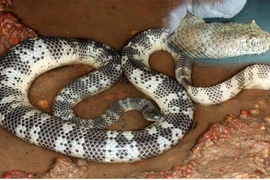 Tận mục loài rắn độc nhất Việt Nam, hổ mang chúa vẫn kém xa