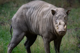 Top động vật kỳ lạ nhất hành tinh