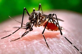 Tuần thứ 6 liên tiếp Hà Nội có số ca mắc sốt xuất huyết tăng