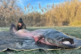 Đi câu cá chép, cần thủ bất ngờ đụng "quái ngư" nặng 100kg