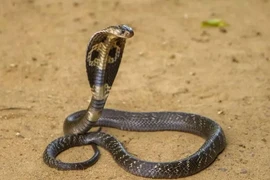 Kinh hãi phát hiện "quái thú" dài hơn 1 mét rình mò ngoài cửa