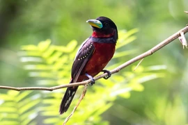 Cách nghiền thức ăn kỳ lạ của loài chim không răng