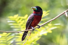 Cách nghiền thức ăn kỳ lạ của loài chim không răng