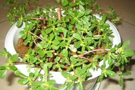 3 loại hoa nên trồng trong nhà nếu muốn khoẻ mạnh