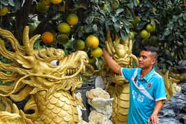 Cận cảnh chậu bưởi hình rồng giá trăm triệu đồng