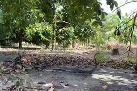 Tay không tóm sống hổ mang chúa khổng lồ dài 4m