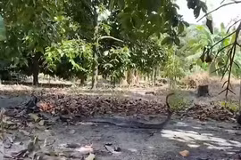 Tay không tóm sống hổ mang chúa khổng lồ dài 4m