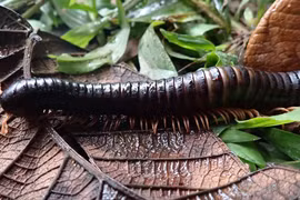 Loài rết khổng lồ bị mất tích hơn 120 năm bất ngờ tái xuất