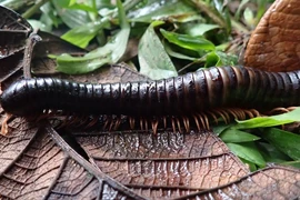 Loài rết khổng lồ bị mất tích hơn 120 năm bất ngờ tái xuất