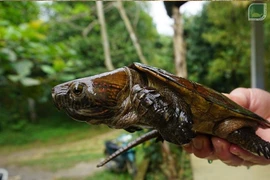 Cận cảnh rùa đầu to quý hiếm vừa được phát hiện ở Quảng Nam