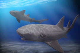 Lộ diện thủy quái dài 10m, hàm răng đủ nghiền nát rùa biển 