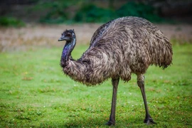 Top 7 loài chim hung hãn và nguy hiểm nhất quả đất