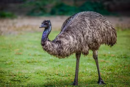 Top 7 loài chim hung hãn và nguy hiểm nhất quả đất