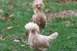 Độc lạ loài gà có bờm sư tử đẹp nhất thế giới