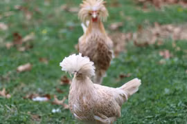 Độc lạ loài gà có bờm sư tử đẹp nhất thế giới