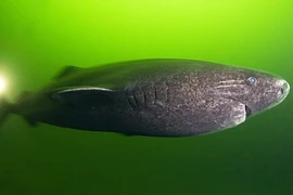 Bí ẩn loài thủy quái cổ xưa, tuy mù lòa nhưng sống dai trăm tuổi