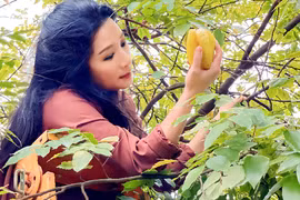 Cận cảnh nhà vườn “đi mỏi chân” của nghệ sĩ Thanh Thanh Hiền