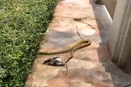 Đang đi dạo, bất ngờ bắt gặp trăn dài 2 mét đang nuốt chửng con mồi