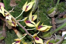 Top loài hoa lan rừng cực hiếm