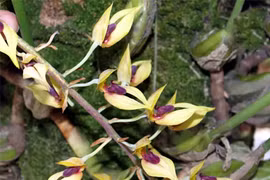 Top loài hoa lan rừng cực hiếm