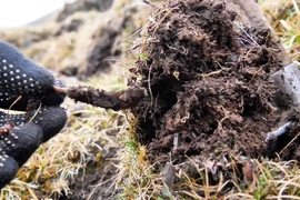 Lên núi đào khoai, vô tình đụng trúng "báu vật" quý hơn vàng