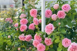 Vườn hồng như cổ tích trong biệt thự 500m2 của MC Quyền Linh