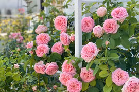 Vườn hồng như cổ tích trong biệt thự 500m2 của MC Quyền Linh