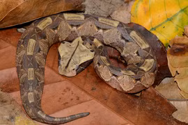 Cú đớp tử thần của loài rắn béo nhất thế giới